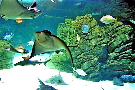 Live Webcams of Aquariums around the world